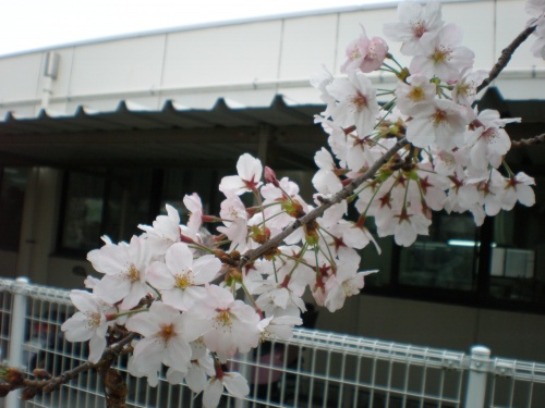 ✿桜前線通過中✿