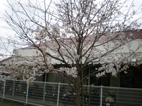 ✿桜前線通過中✿