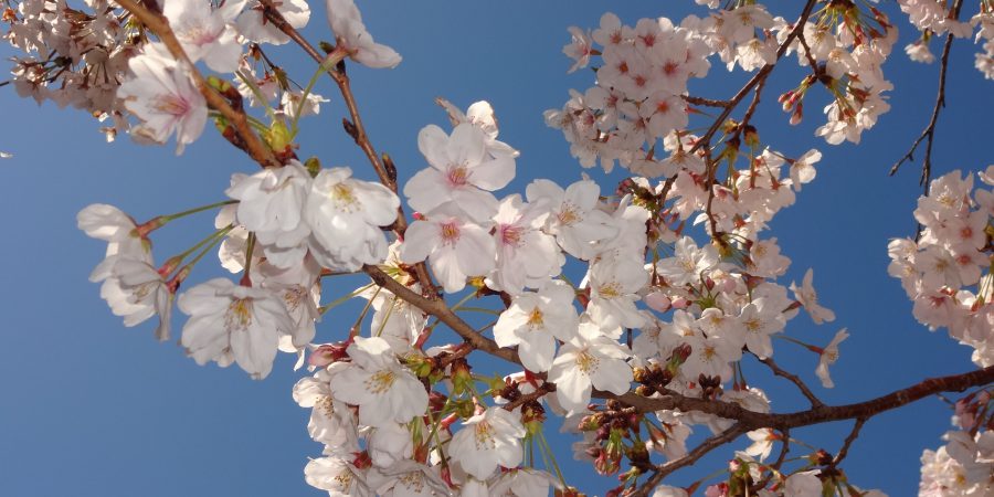 令和２年　お花見会