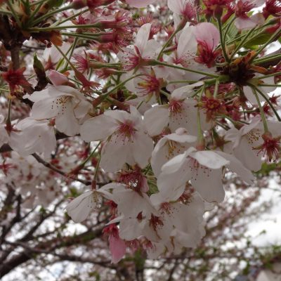 令和３年　お花見会