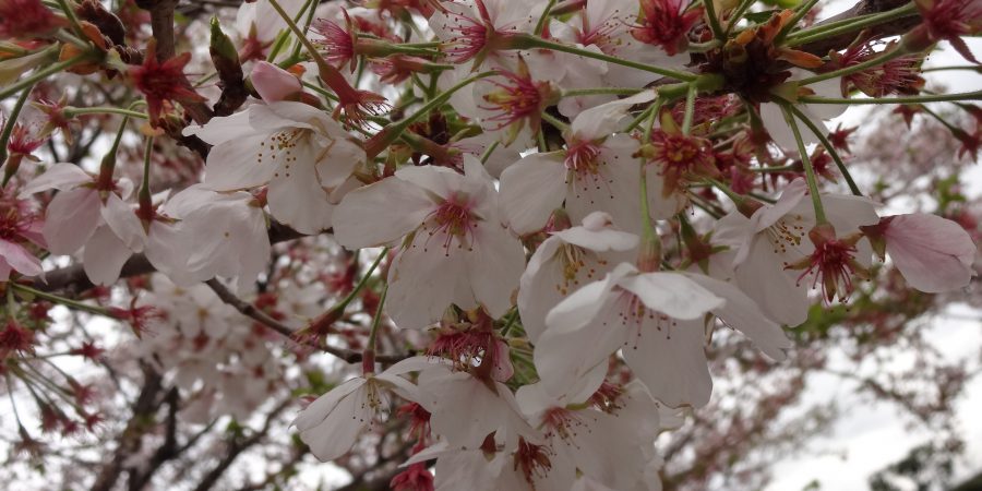 令和３年　お花見会