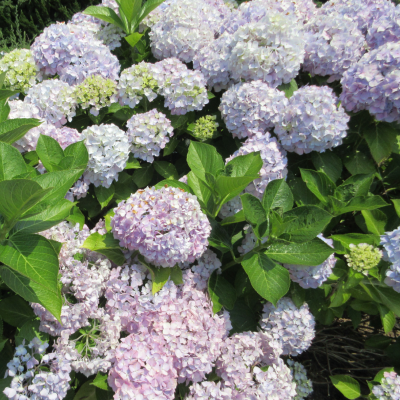 紫陽花（あじさい）がきれいな季節となりました🌼