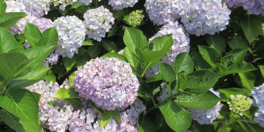 紫陽花（あじさい）がきれいな季節となりました🌼