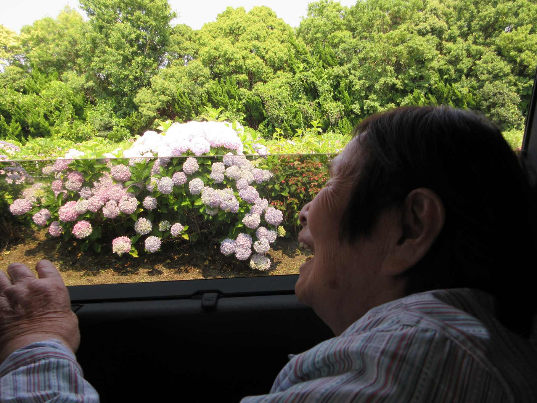 紫陽花（あじさい）がきれいな季節となりました🌼